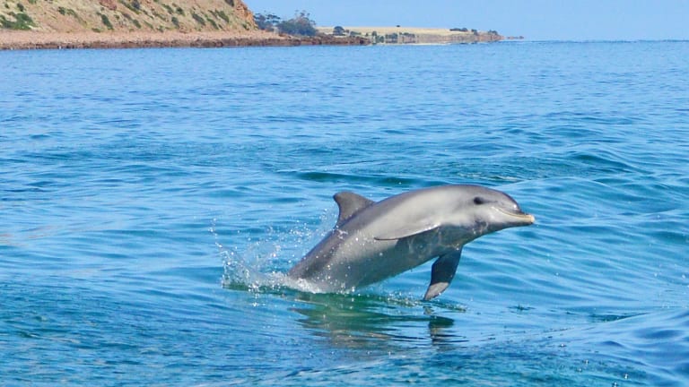 Swim With Dolphins Off Kangaroo Island